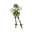Dryad