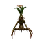 Mandragora Sapling