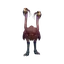 Kookaburra
